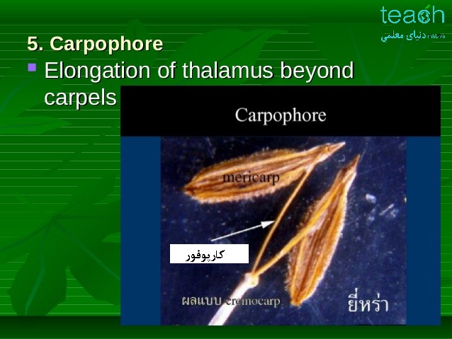 پ. کارپوفور(carpophore):اگر برچه ها در راس محور نسبتا پهن و مخروطی شکل قرار داشته باشند.محور گل از این نوع می باشد.