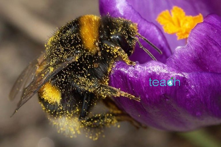 حشرات گرده افشان به دو گروه بزرگ تقسیم می شوند.عده ای برای استفاده از نوش(نکتار) و عده ای برای تغذیه از دانه های گرده به گلها سرزده و موجب گرده افشانی می شوند.