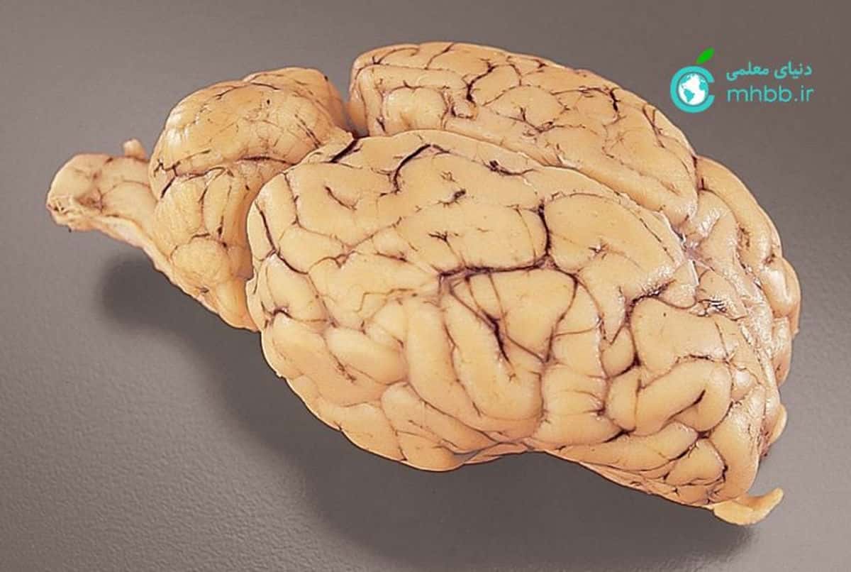مغزی که به منظور بررسی و تشریح مورد استفاده قرار می گیرد ب