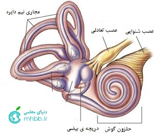 عصب های گوش