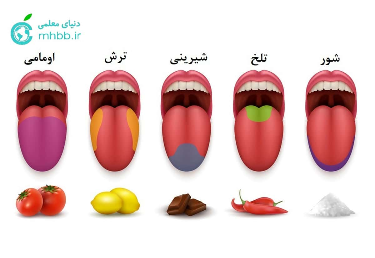مزه های اصلی غذا