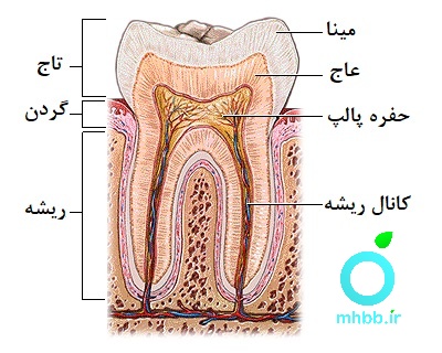 بخش های مختلف دندان