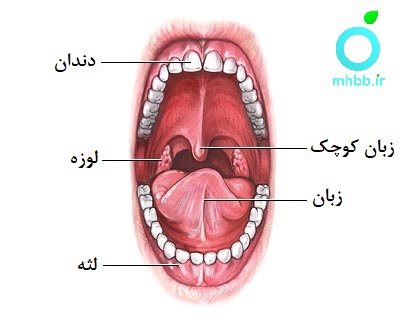 زبان کوچک در دهان