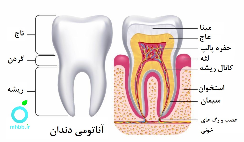 دندان