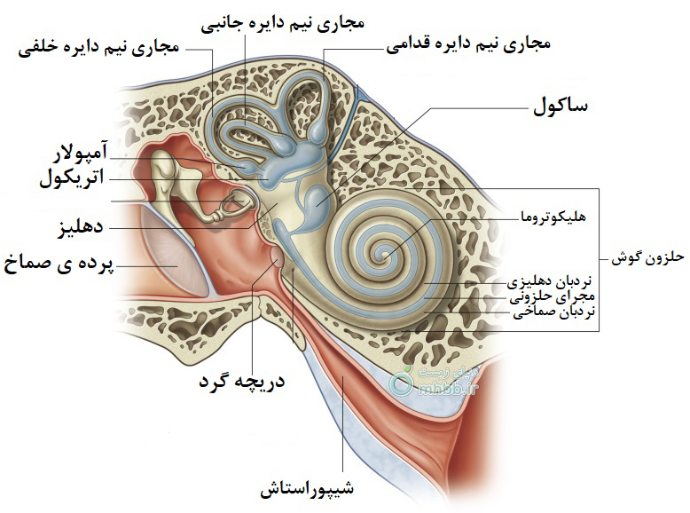 گوش داخلی
حلزون گوش
اندام کورتی