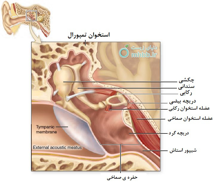 آناتومی گوش
گوش
پرده صماخ
استخوان های گوش میانی
