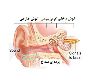 گوش
آناتومی گوش
ساختار گوش
