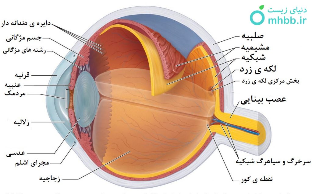 ساختار چشم
چشم
